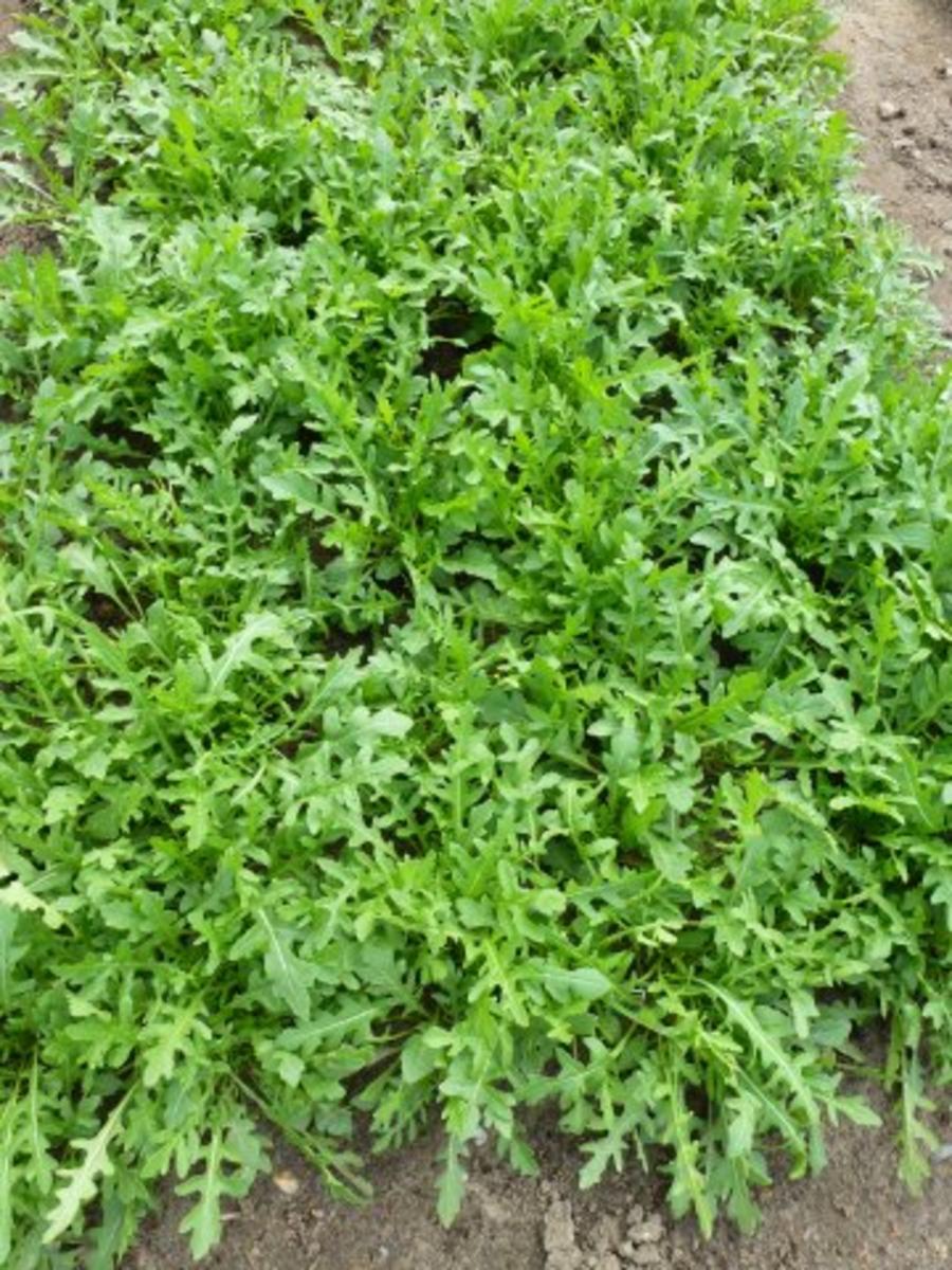 Wilde Rauke Salat mit Frikadelle - Rezept - Bild Nr. 4