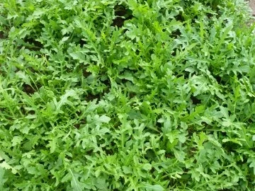 Rezept: Wilde Rauke Salat mit Frikadelle Bild Nr. 4 Wilde Rauke Salat mit Frikadelle - Rezept - Bild Nr. 4