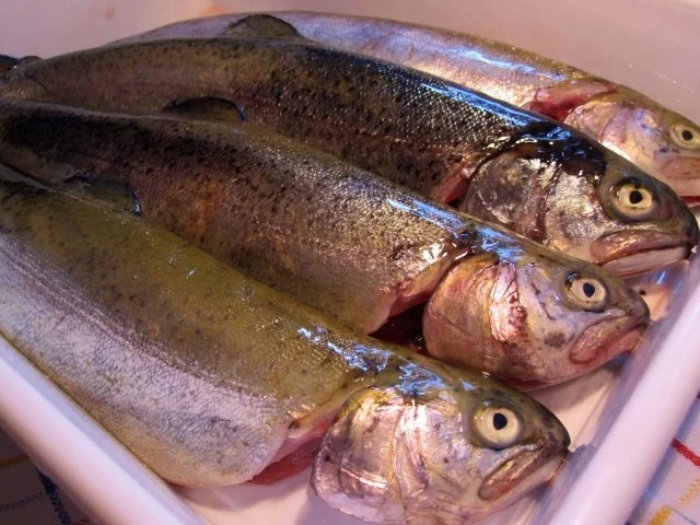 Forellen aus dem Ofen - Rezept - Bild Nr. 2