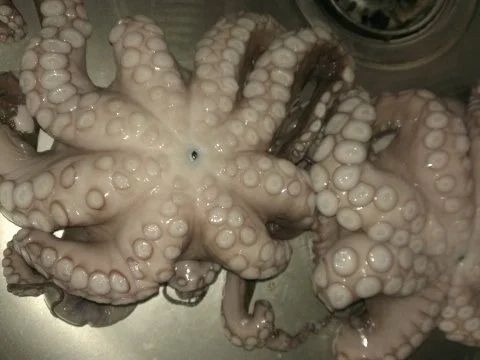 Tintenfisch - Polpo - Rezept