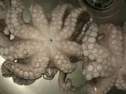 Tintenfisch - Polpo - Rezept