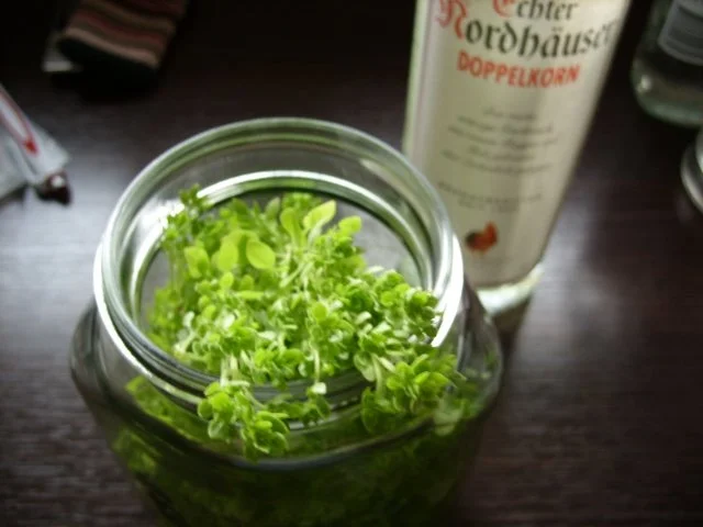 Rezept: Likör: Basilikumlikör Bild Nr. 2 Likör: Basilikumlikör - Rezept - Bild Nr. 2