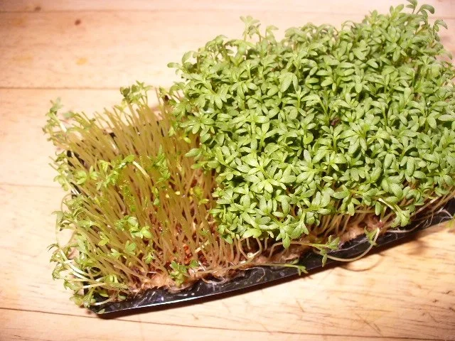 Gemüsecremesüppchen mit panierten Kohlrabischeiben - Rezept - Bild Nr. 9