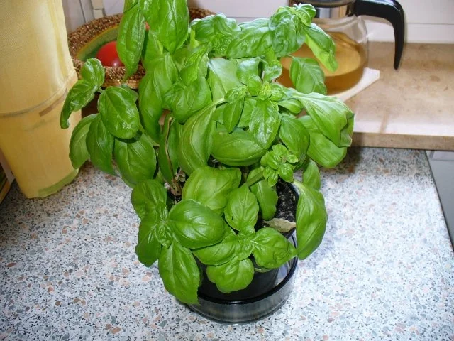 Gemüsecremesüppchen mit panierten Kohlrabischeiben - Rezept - Bild Nr. 10