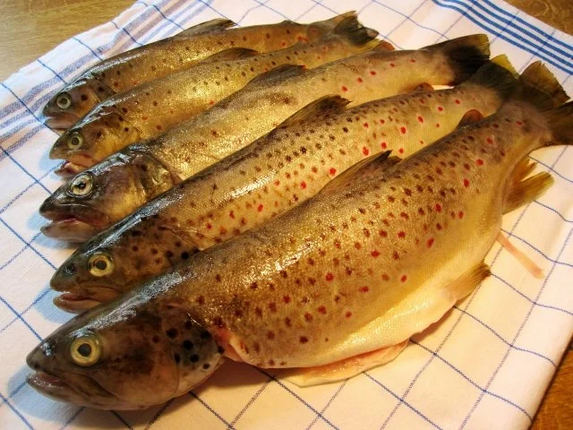 Rezept: Forellen geräuchert ... Bild Nr. 4 Forellen geräuchert ... - Rezept - Bild Nr. 4