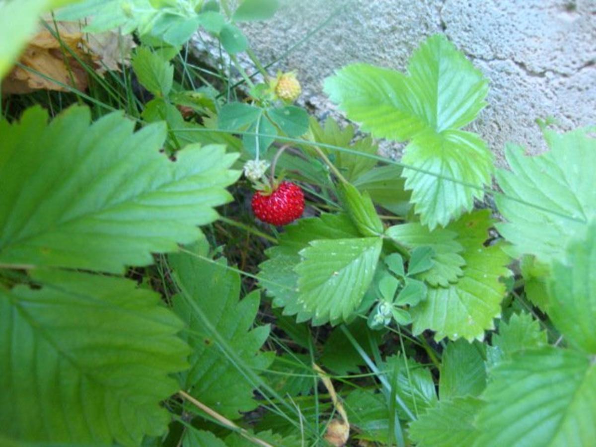 gekühlte Pfirsich-Sekt Suppe mit Walderdbeeren. - Rezept - Bild Nr. 7