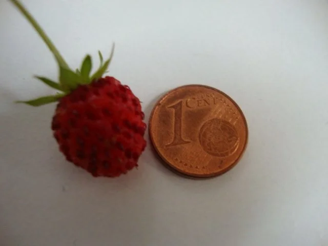 gekühlte Pfirsich-Sekt Suppe mit Walderdbeeren. - Rezept - Bild Nr. 8