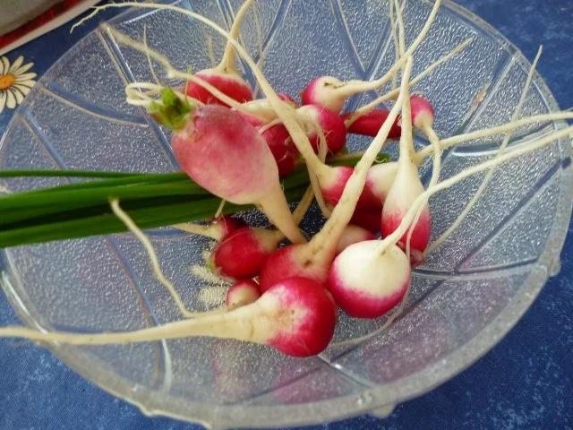 Feine Rettichsuppe mit Einlage, Vorsuppe - Rezept - Bild Nr. 4