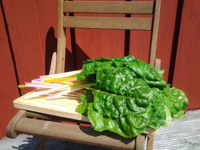 Mangold gratiniert zu Kartoffelrösti - Rezept - Bild Nr. 2