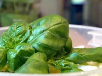 Rezept: Honigmelonen-Basilikum-Kaltschale Bild Nr. 5 Honigmelonen-Basilikum-Kaltschale - Rezept - Bild Nr. 5