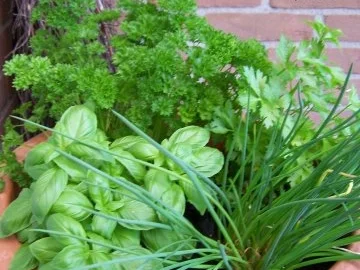 Hoci's leichte Vinaigrette ... - Rezept - Bild Nr. 2