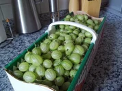 Stachelbeer-Gelee - Rezept