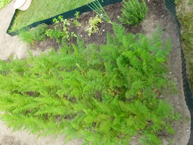 Rezept: Urmöhrensalat Bild Nr. 3 Urmöhrensalat - Rezept - Bild Nr. 3