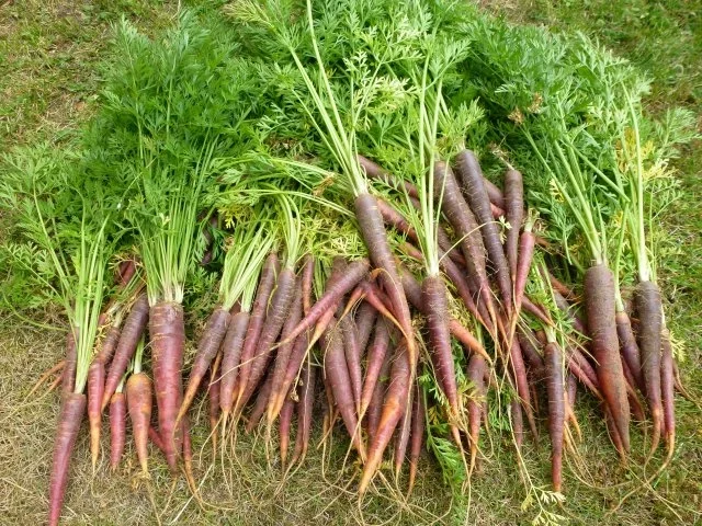 Rezept: Urmöhrensalat Bild Nr. 4 Urmöhrensalat - Rezept - Bild Nr. 4