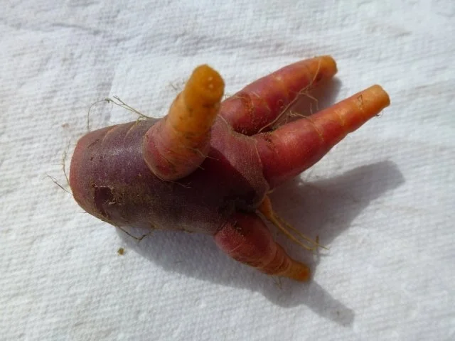 Rezept: Urmöhrensalat Bild Nr. 6 Urmöhrensalat - Rezept - Bild Nr. 6