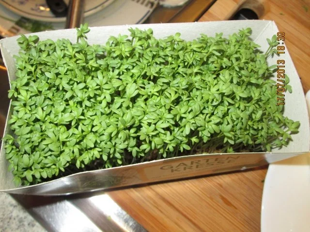 Salat mit Honigmelone und Kräuterweisskäse und Joghurt-Kräuterdressing - Rezept - Bild Nr. 6