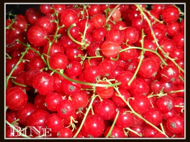 BiNe` S JOHANNISBEERSAFT - Rezept - Bild Nr. 2