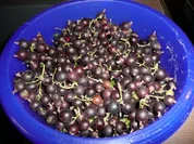 Jostabeeren -  Gelee - Rezept