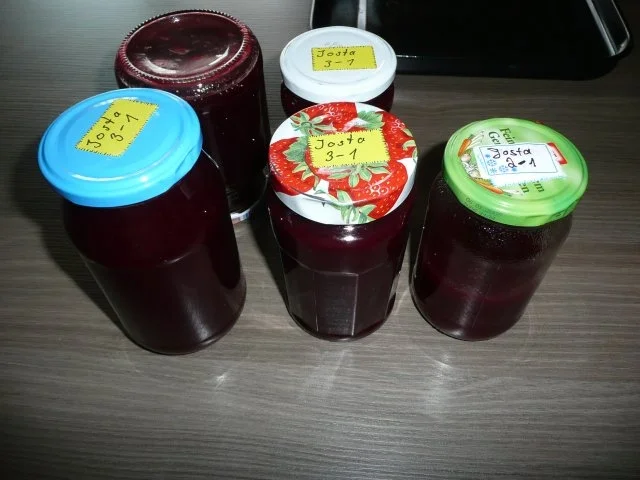 Jostabeeren -  Gelee - Rezept - Bild Nr. 5