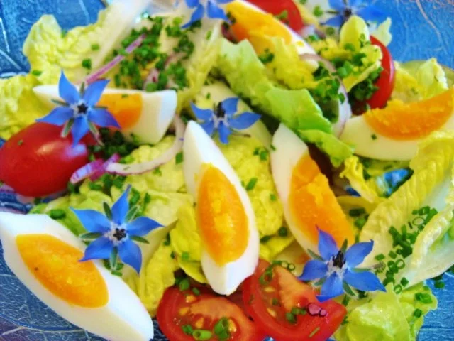 Rezept: Kräuterblüten-Salat Bild Nr. 5 Kräuterblüten-Salat - Rezept - Bild Nr. 5