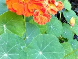 Kräuterbutter  " Hawaii Summer Flowers " - Rezept - Bild Nr. 7