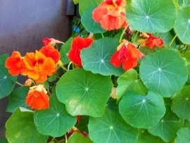 Kräuterbutter  " Hawaii Summer Flowers " - Rezept - Bild Nr. 8