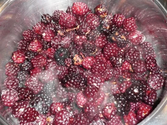 Brombeer - Gelee - Rezept - Bild Nr. 2