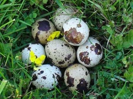 Rezept: Eiersalat 3.0 Bild Nr. 3 Eiersalat 3.0 - Rezept - Bild Nr. 3