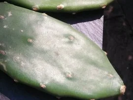 Albondigas (mexikanische Hackbällchen) mit grünem Reis - Rezept - Bild Nr. 10