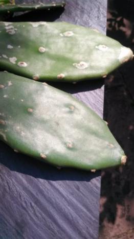 Gebratener Nopal zur Gewichtsreduktion