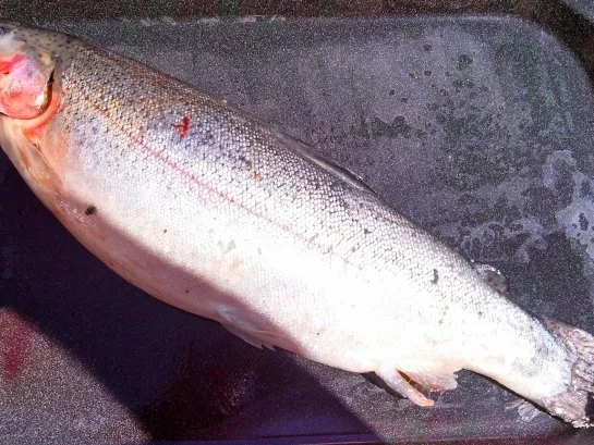 Lachsfilet auf einem Kräuterbett vom Grill mit Rosmarin-Kartoffeln - Rezept - Bild Nr. 3