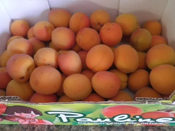 Rezept: Aprikosenkonfitüre mit Schwips Bild Nr. 2 Aprikosenkonfitüre mit Schwips - Rezept - Bild Nr. 2