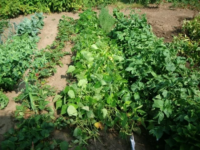 Rezept: Gemüse Knoblauch -Spaghetti Bild Nr. 3 Gemüse Knoblauch -Spaghetti - Rezept - Bild Nr. 3