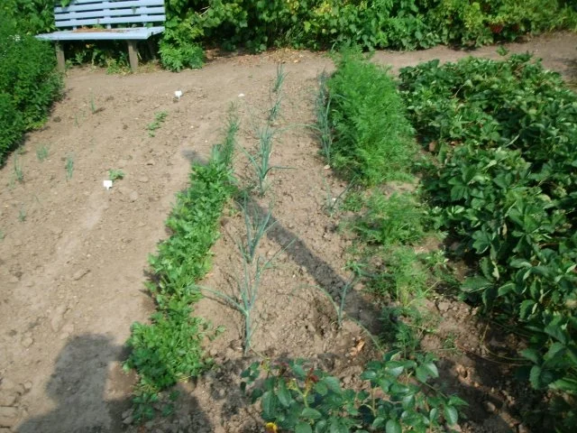 Rezept: Gemüse Knoblauch -Spaghetti Bild Nr. 4 Gemüse Knoblauch -Spaghetti - Rezept - Bild Nr. 4