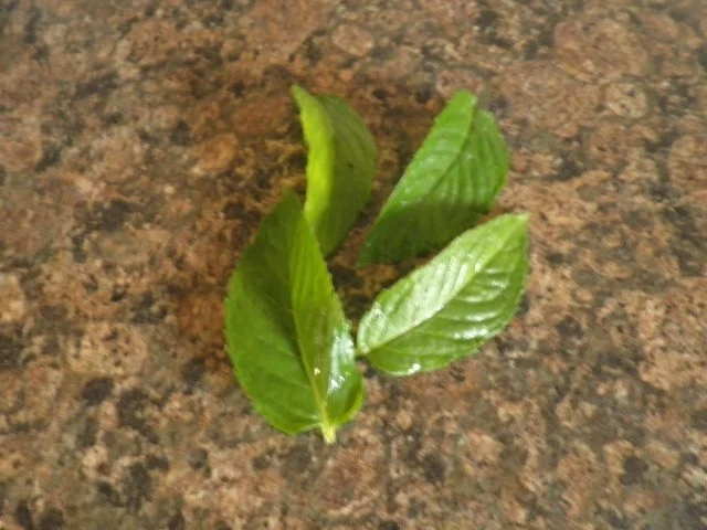 Rezept: Sommerlicher Obstsalat Bild Nr. 6 Sommerlicher Obstsalat - Rezept - Bild Nr. 6