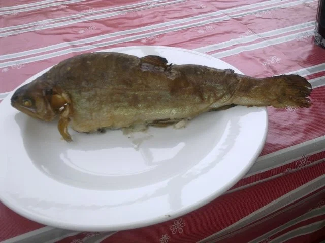 Forelle - Rezept - Bild Nr. 2