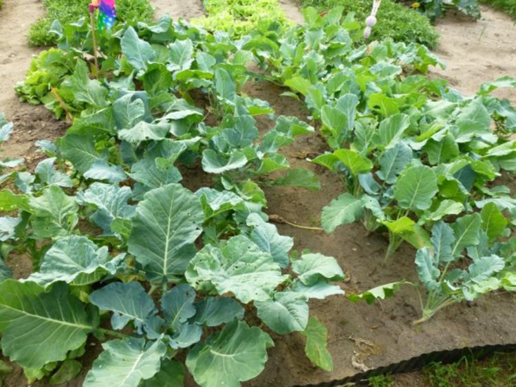 Würziges Kohlrabigemüse nach Oma, s Art, nur anders - einfach - von Test00