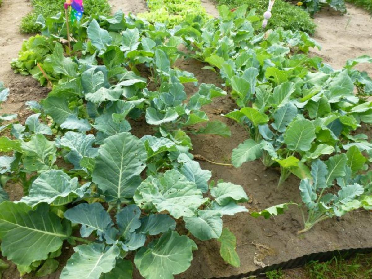 Würziges Kohlrabigemüse nach Oma, s Art, nur anders - einfach - von Test00
