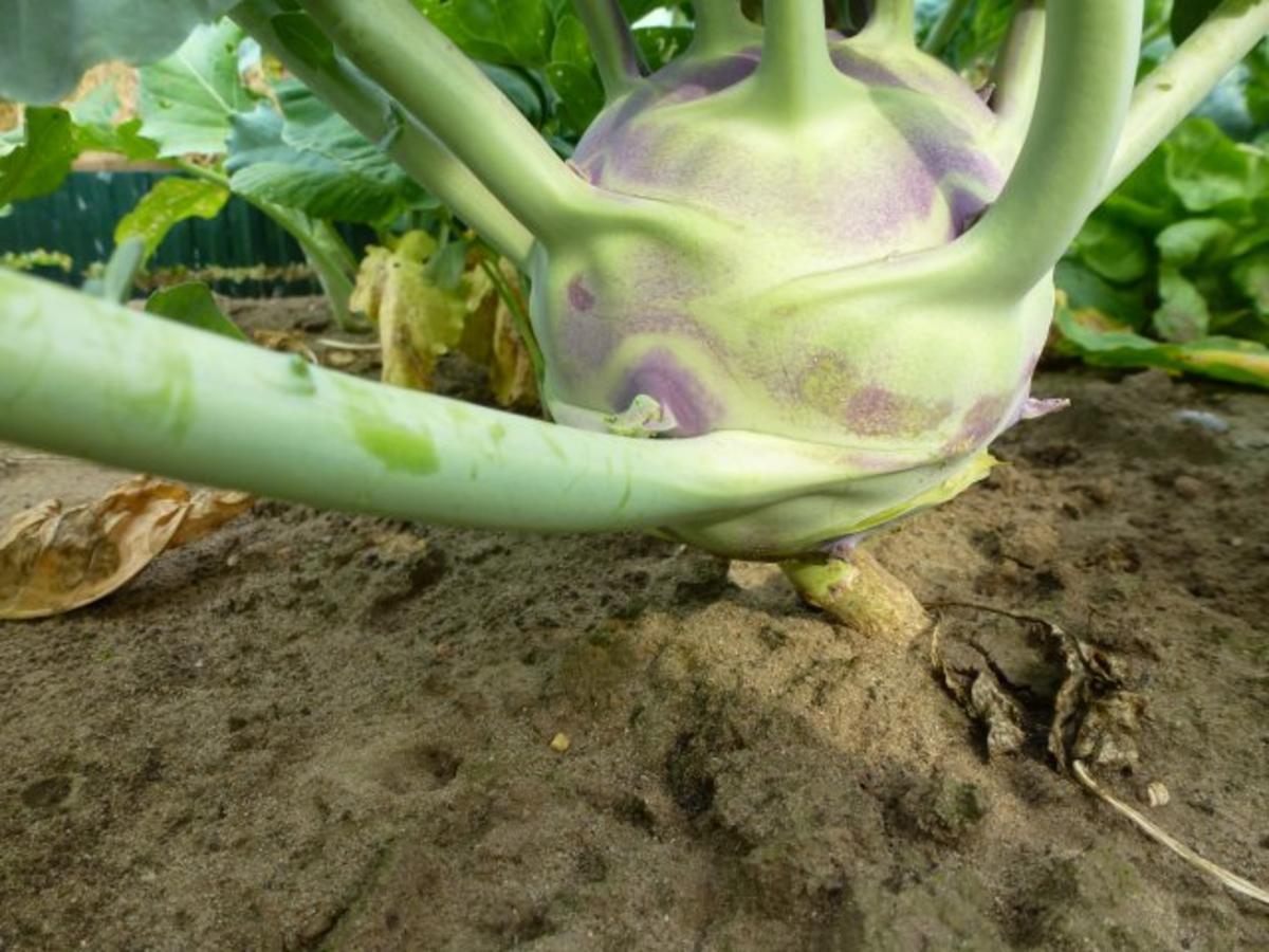 Würziges Kohlrabigemüse nach Oma, s Art, nur anders - einfach - von Test00