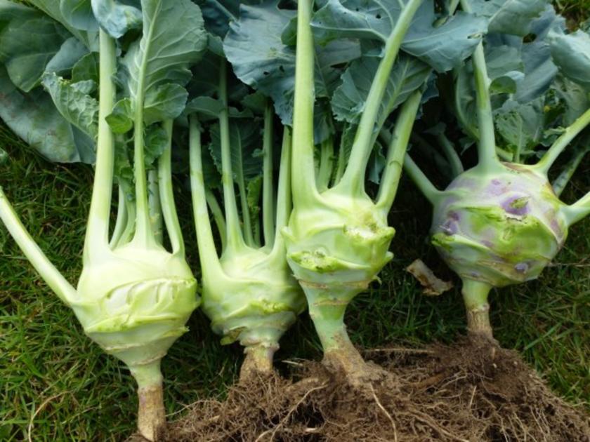 Würziges Kohlrabigemüse nach Oma, s Art, nur anders - einfach - von Test00