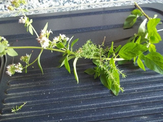 die etwas andere Pizza - Rezept - Bild Nr. 5