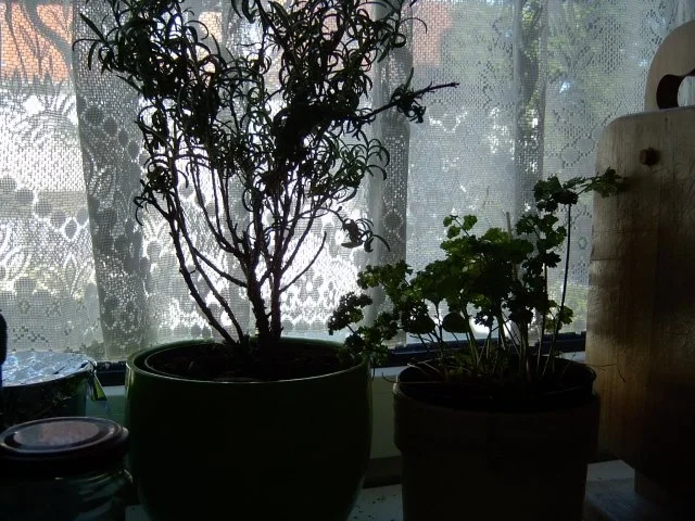 Rezept: Kräuter-Sauce aus dem Küchengarten Bild Nr. 3 Kräuter-Sauce aus dem Küchengarten - Rezept - Bild Nr. 3