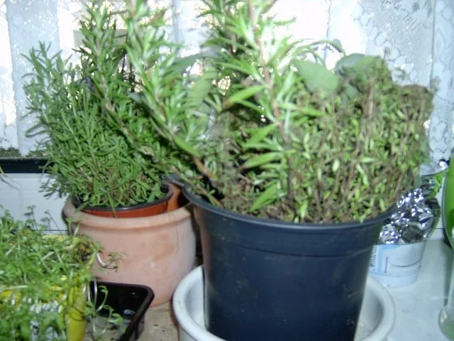 Rezept: Kräuter-Sauce aus dem Küchengarten Bild Nr. 2 Kräuter-Sauce aus dem Küchengarten - Rezept - Bild Nr. 2