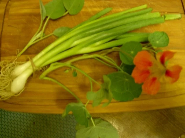 Rezept: Kräuter-Sauce aus dem Küchengarten Bild Nr. 4 Kräuter-Sauce aus dem Küchengarten - Rezept - Bild Nr. 4