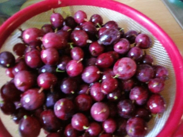 rotes Stachelbeergelee - Rezept - Bild Nr. 3