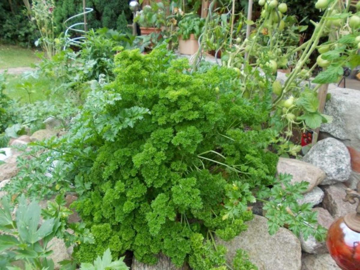 Herzhafter Kartoffelsalat mit frischer Gurke - Rezept - kochbar.de