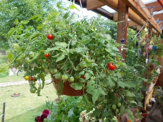 Rezept: Herzhafter Kartoffelsalat mit frischer Gurke Bild Nr. 7 Herzhafter Kartoffelsalat mit frischer Gurke - Rezept - Bild Nr. 7