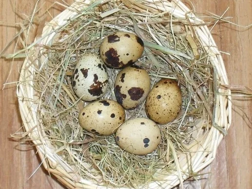 Rezept: Förster Liesel's Geheimnis Bild Nr. 4 Förster Liesel's Geheimnis - Rezept - Bild Nr. 4