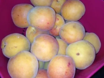 Konfitüre/Ingwer Likör  mit Aprikosen - Rezept - Bild Nr. 4