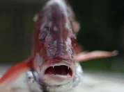 Red Snapper auf dem Weber Grill - Rezept